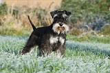 SCHNAUZER NAIN 003